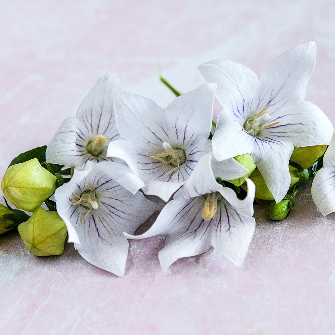 Snow Fairy Balloon Flowers arranged on a light pink background.