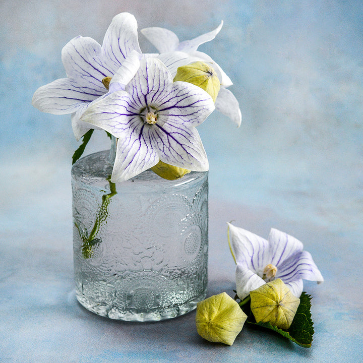 Fairy Snow Balloon Flower arrangement in a glass vase on a light blue background.