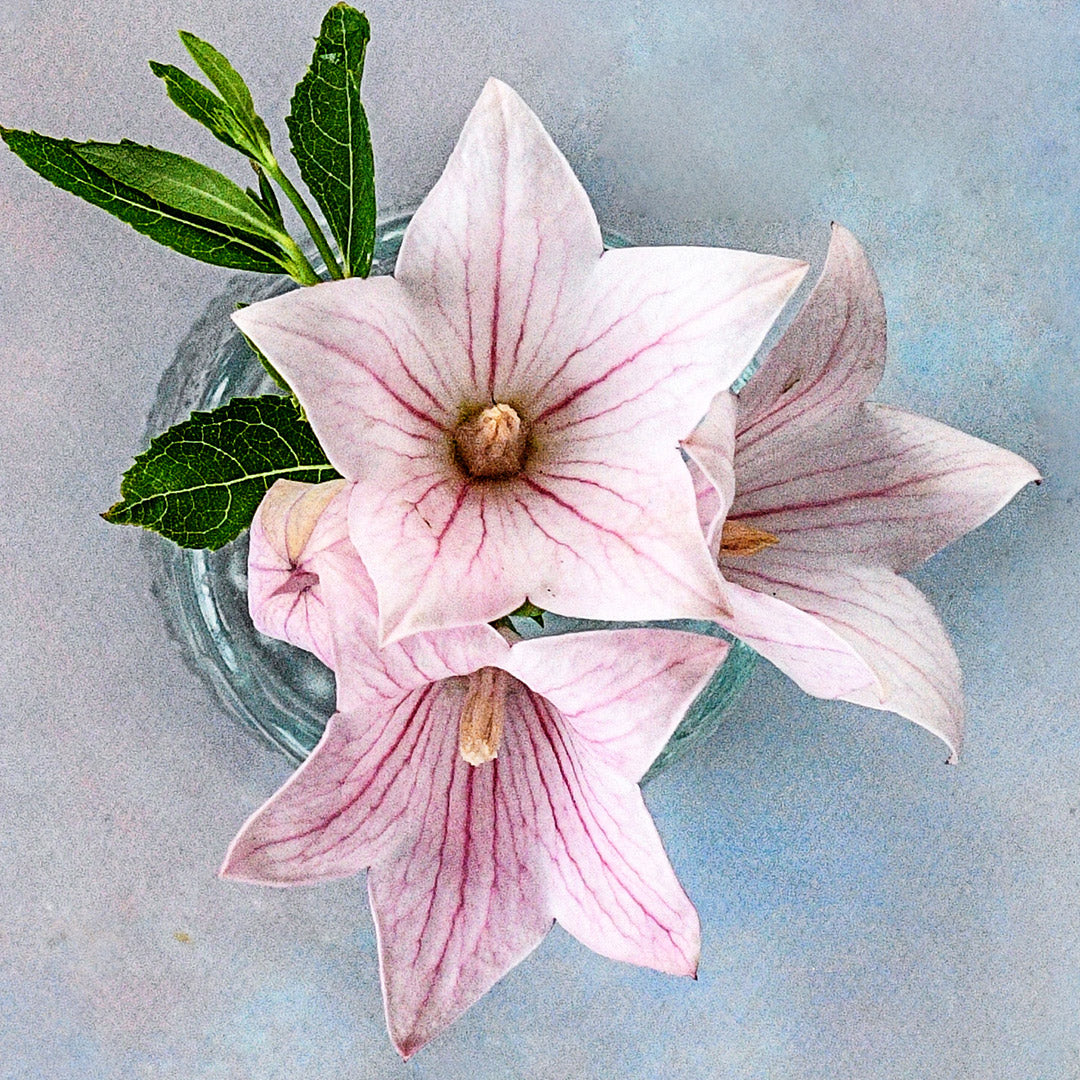 A detail of Pink Fuji Balloon Flower with foliage on a light blue background.