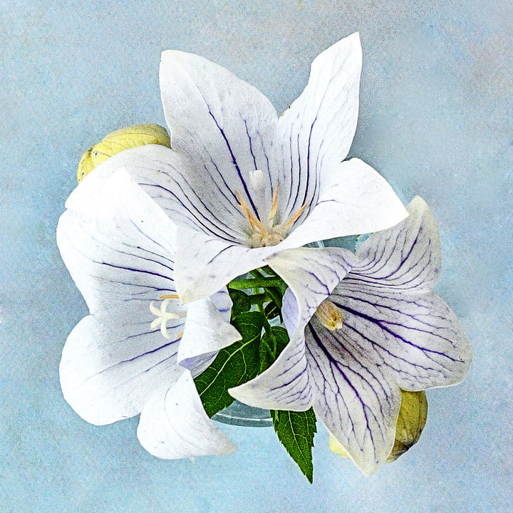 A trio of Fairy Snow Balloon Flowers on a light blue pastel background.