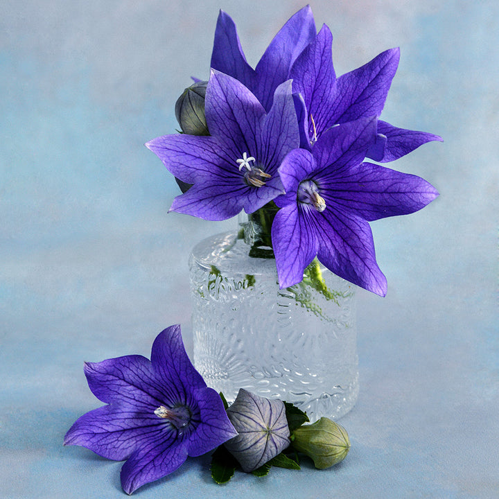 Fuji Blue Balloon Flowers arranged in a small glass bud vase on light blue.