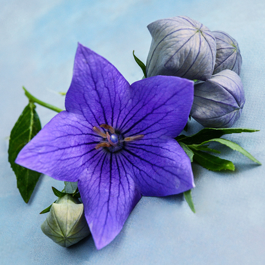 A single Fuji Blue Balloon Flower with some buds on a light blue background.