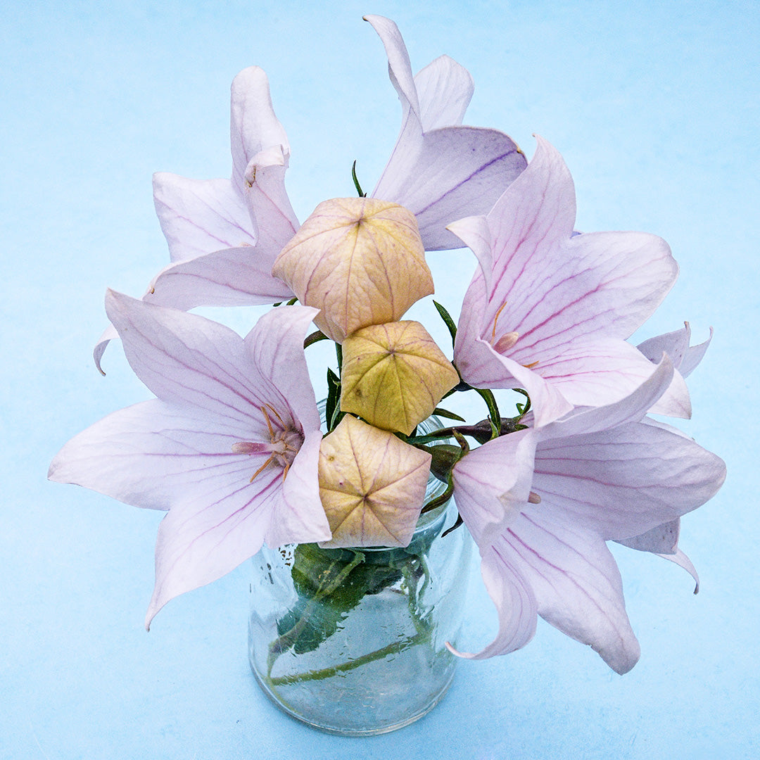 Fuji Pink Balloon Flowers and balloon shaped buds in a small glass jar on a light blue background.