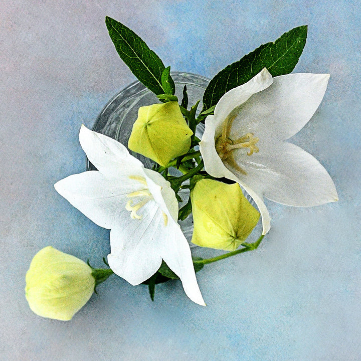 A couple of Fuji White Balloon Flowers with foliage and buds on a light blue background.