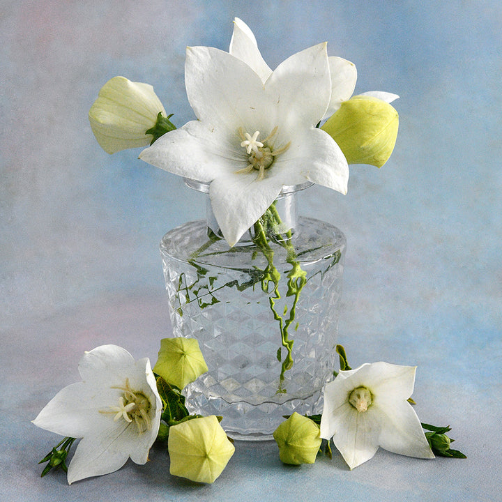 An arrangement Fuji White Balloon Flowers in a small glass bud vase.