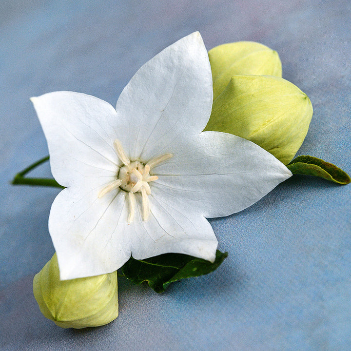 A single Fuji White Balloon Flower with buds and foliage on a light blue background.