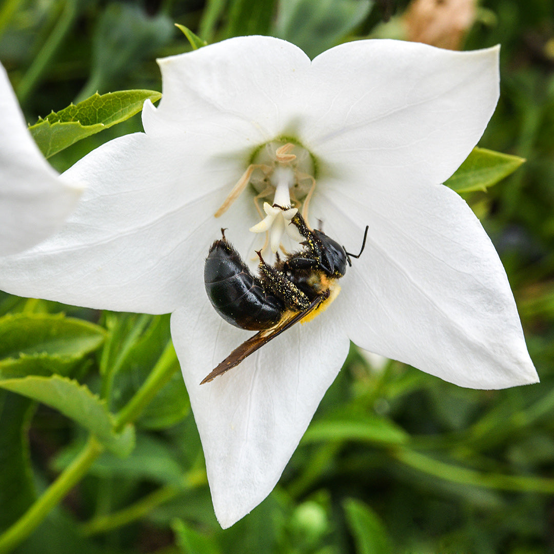 A bee gathering pollen from a Fuji White Balloon Flower at the Baker Creek farm.