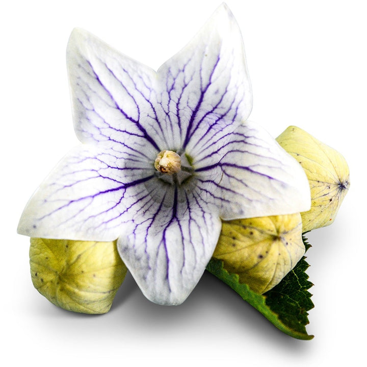 A single Fairy Snow Balloon Flower with foliage and buds on a white background.