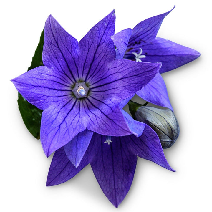 Close-up macro view of Fuji Blue Balloon Flowers on a white background.