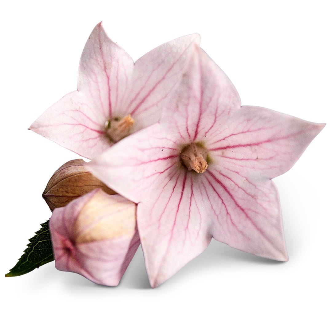 A couple of Fuji Pink Balloon Flowers with buds on a white background.