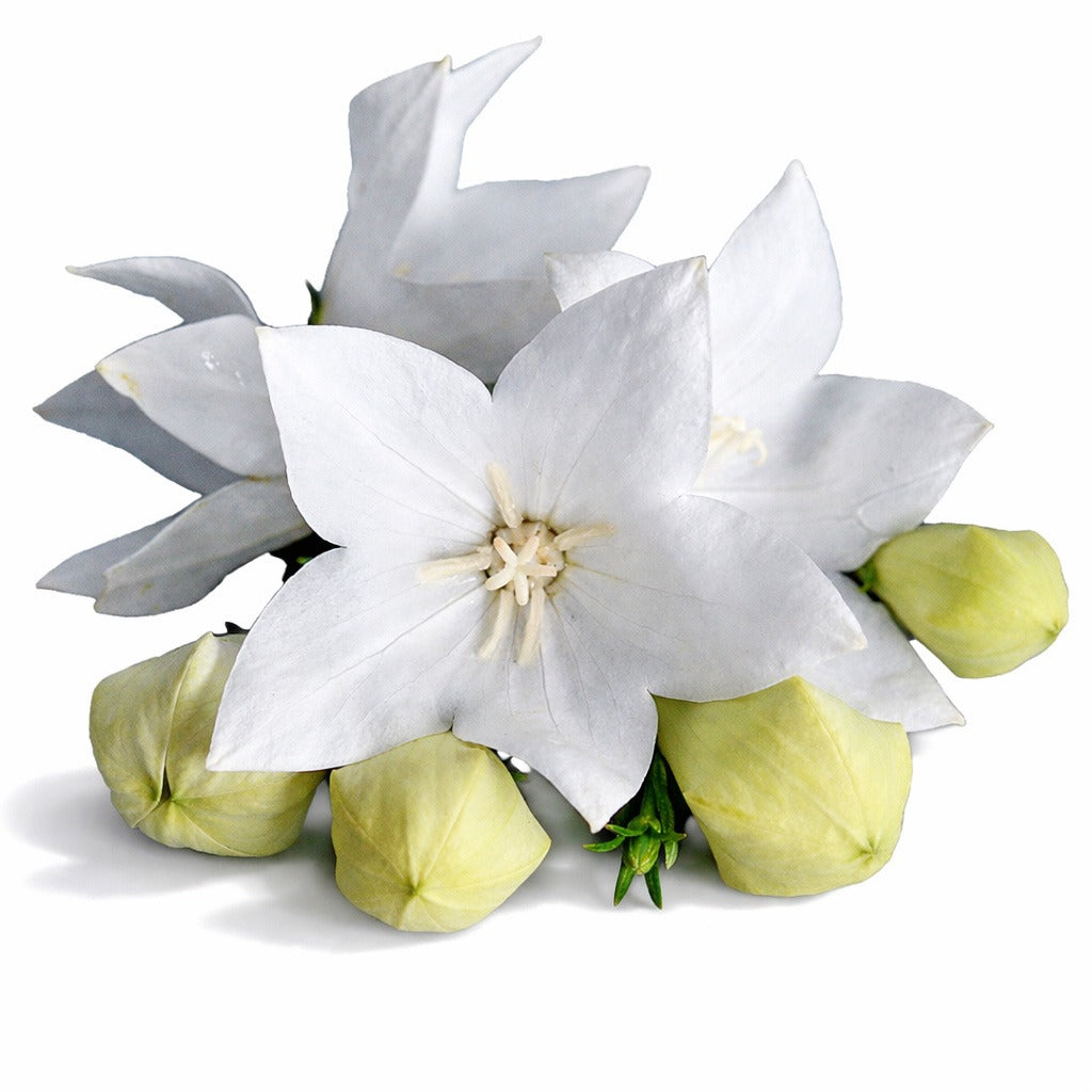 Detailed close up of Fuji White balloon flower on a white background.