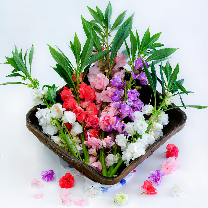 An arrangement of Topknot Mix Balsam flowers in a basket surrounded by blooms on a white background.