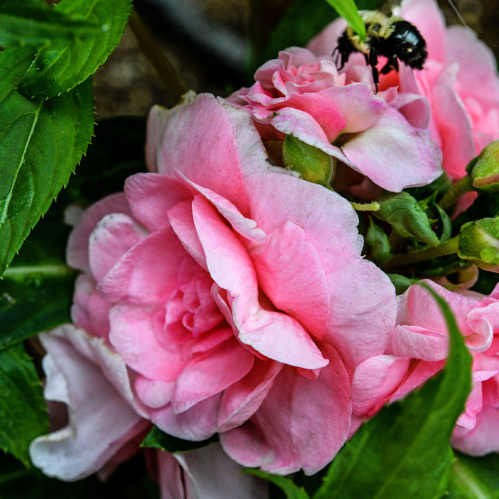 A close-up a bee with pink flowers growing in the Topknot Mix Balsam section of the greenhouse.