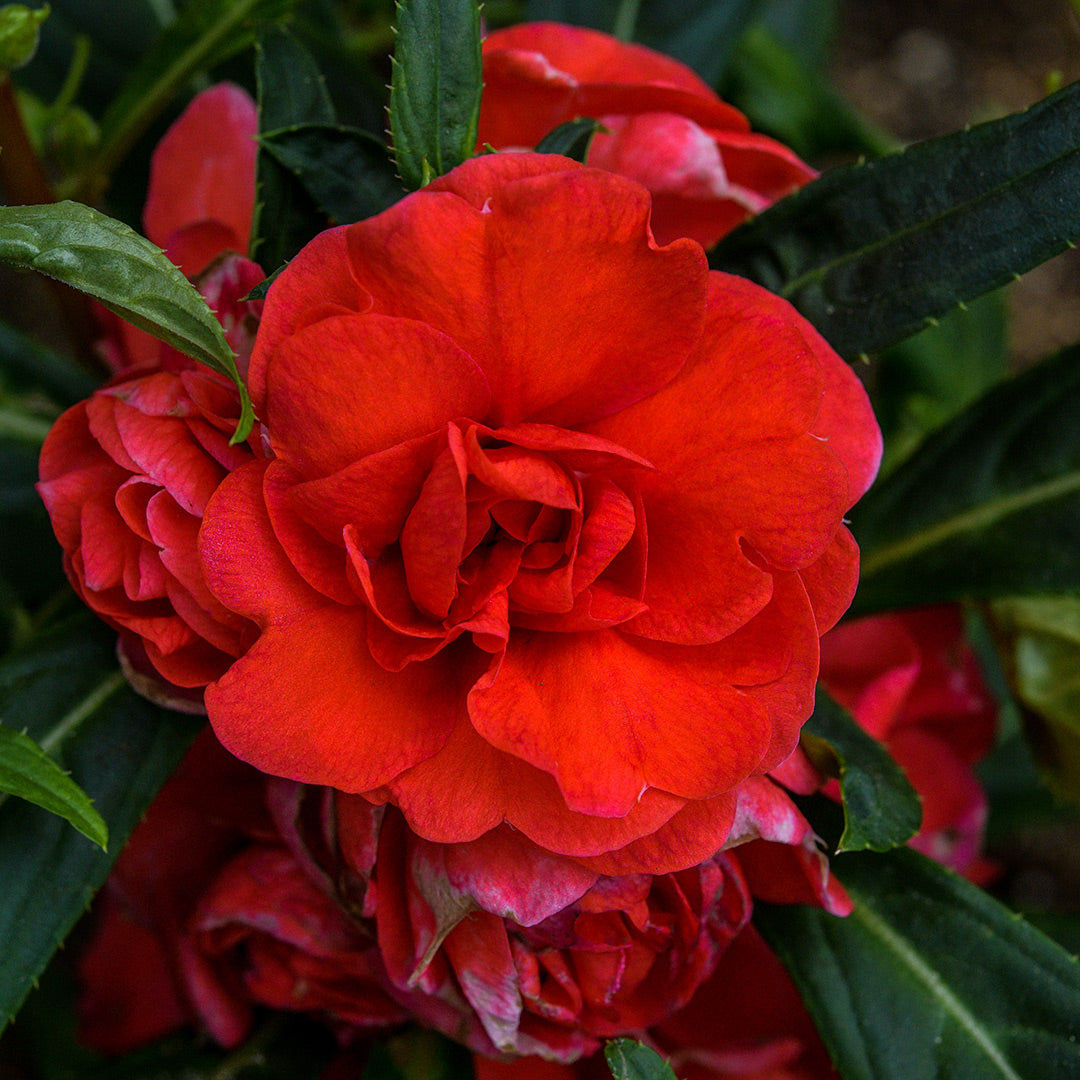 A close-up of red flowers from the Topknot Mix Balsam on the plant.