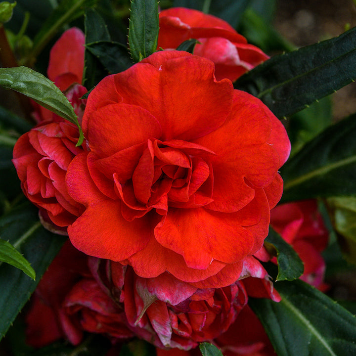 A close-up of red flowers from the Topknot Mix Balsam on the plant.
