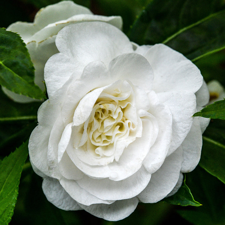 A close-up macro view of a white bloom within the Topknot Mix Balsam.