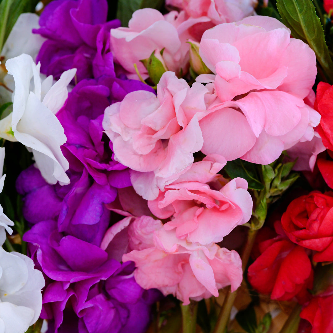 A close-up view of the white, purple, pink and red Topknot Mix Balsam flowers with foliage.