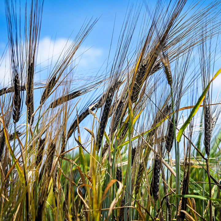 Black Hulless Barley growing in gardens at the Baker Creek Seed Co. farm.