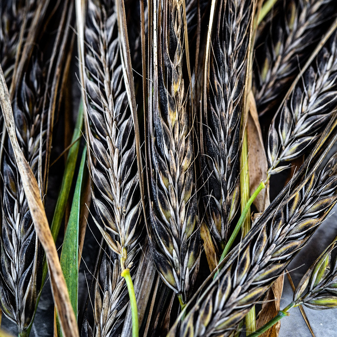 An extreme macro close-up of Black Hulless Barley stalks.