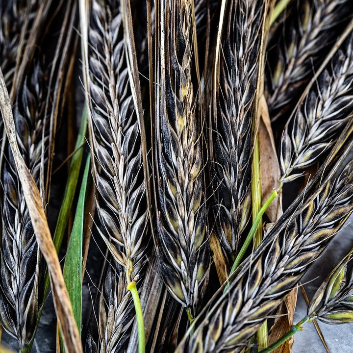 An extreme macro close-up of Black Hulless Barley stalks.