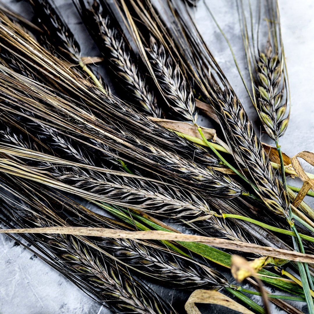 A close-up of Black Hulless Barley stalks on a light grey background.