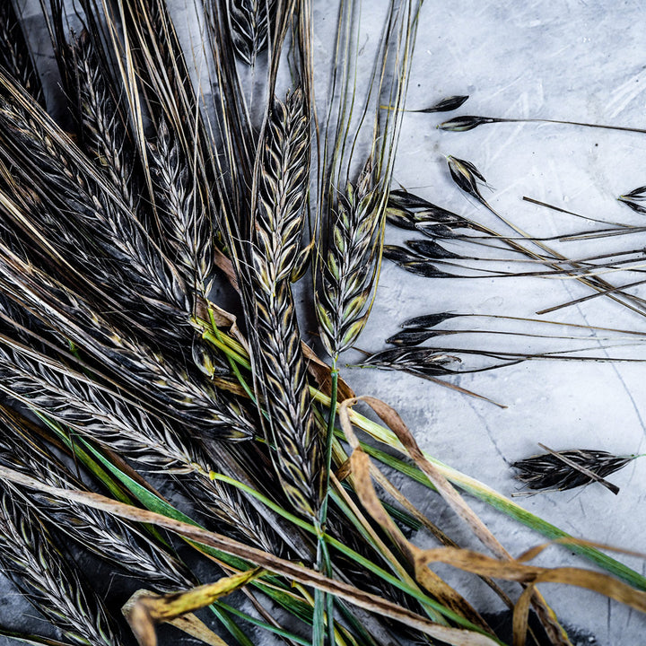 Black Hulless Barley stalks arranged on a light grey background.
