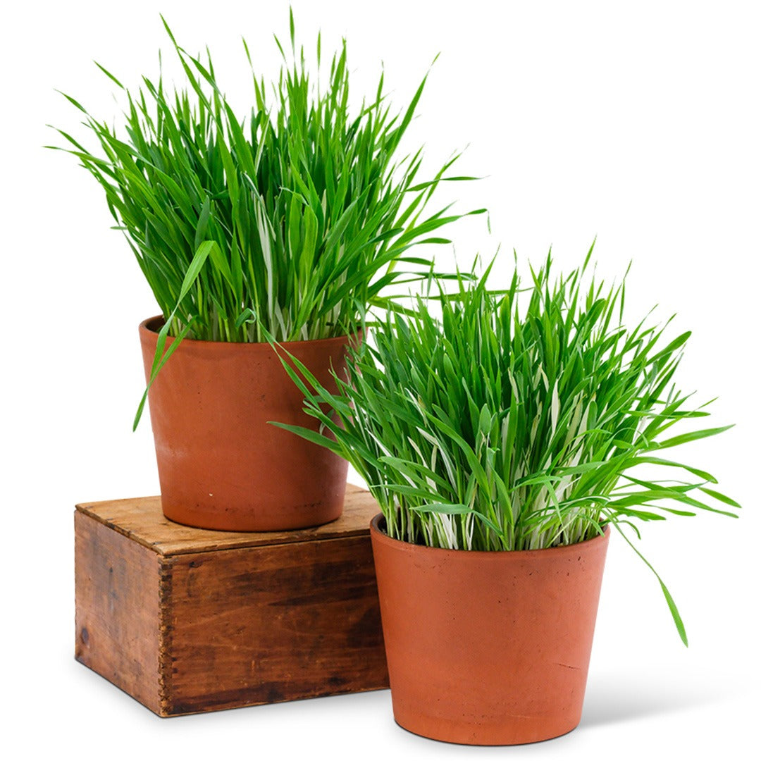 Two terra cotta pots with Variegated Cat Grass Barley on a white background.