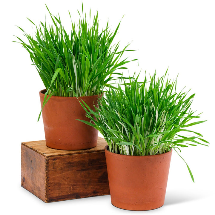 Two terra cotta pots with Variegated Cat Grass Barley on a white background.