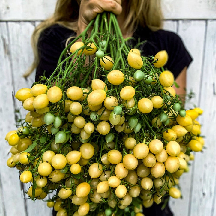 Woman holding a giant cluster of Barry's Crazy Cherry Tomatoes. Image by Lucy Start.