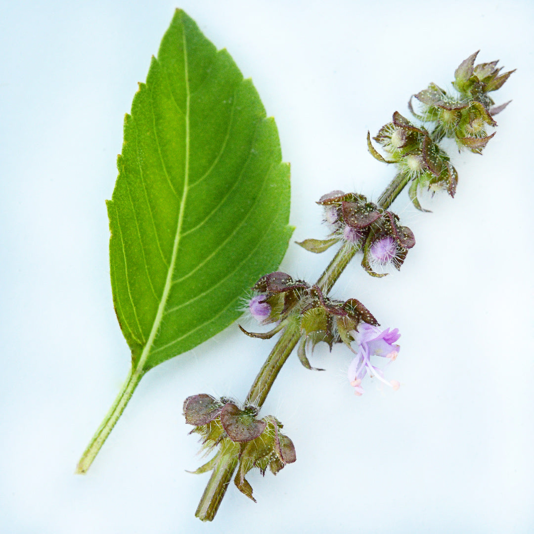 A Blue Spice Basil leaf with flowers on a white background.