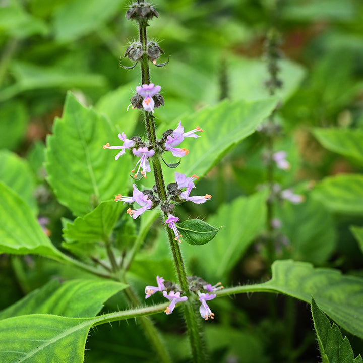 A close-up macro view of Blue Spice Basil flowers in the garden at Baker Creek.