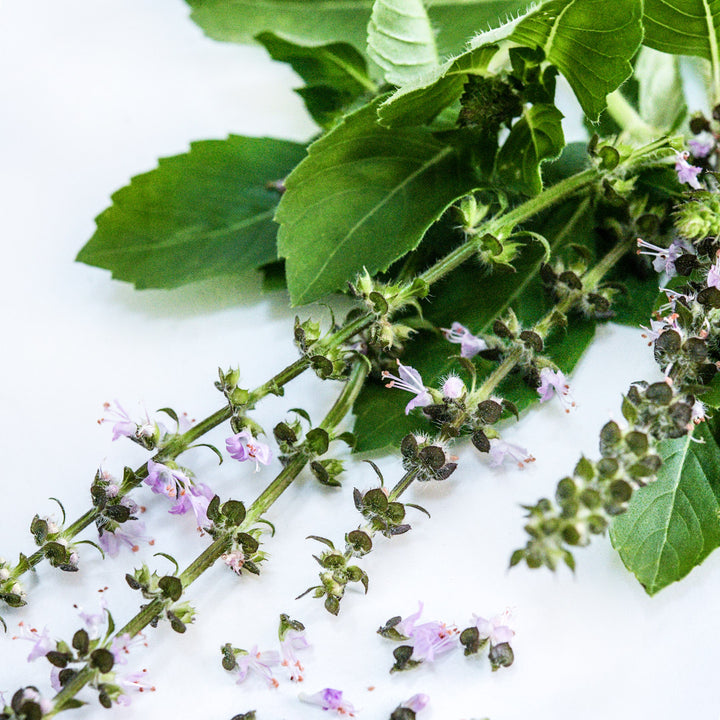 A close-up macro view of Blue Spice Basil with blooms on white background.