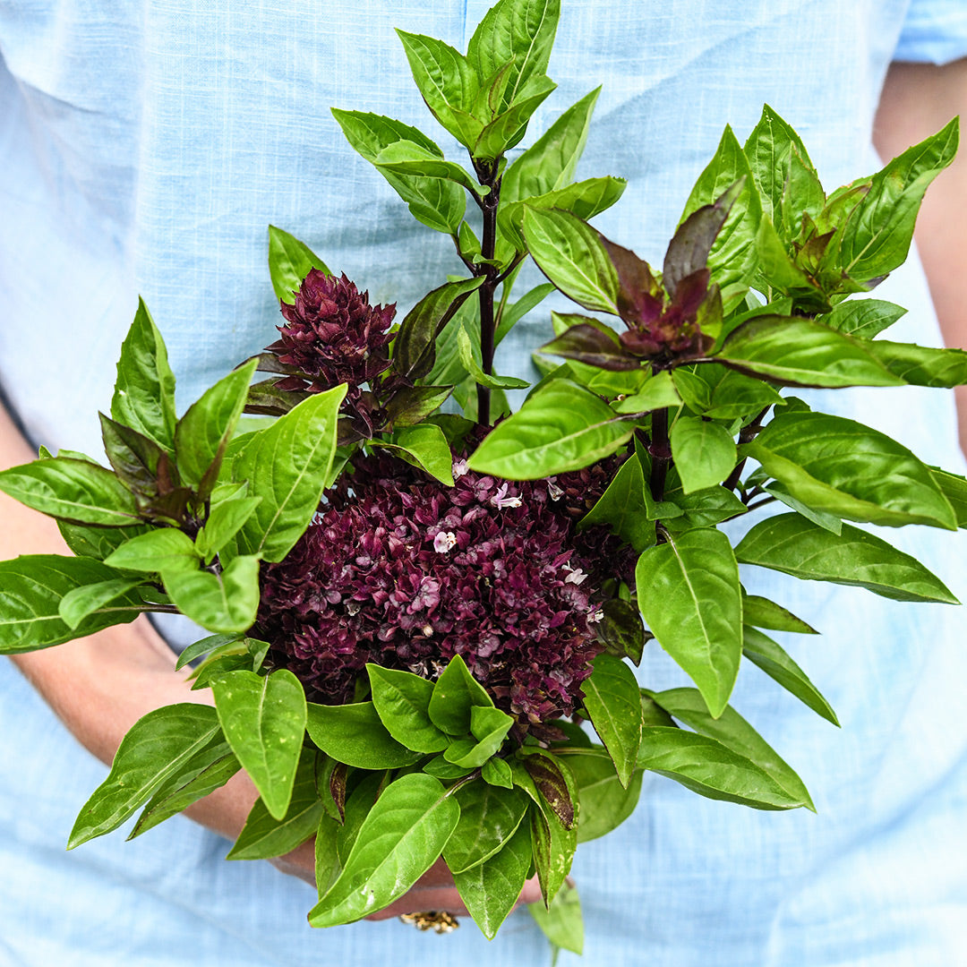 A Baker Creek gardener holding a bouquet full of Cardinal Basil.