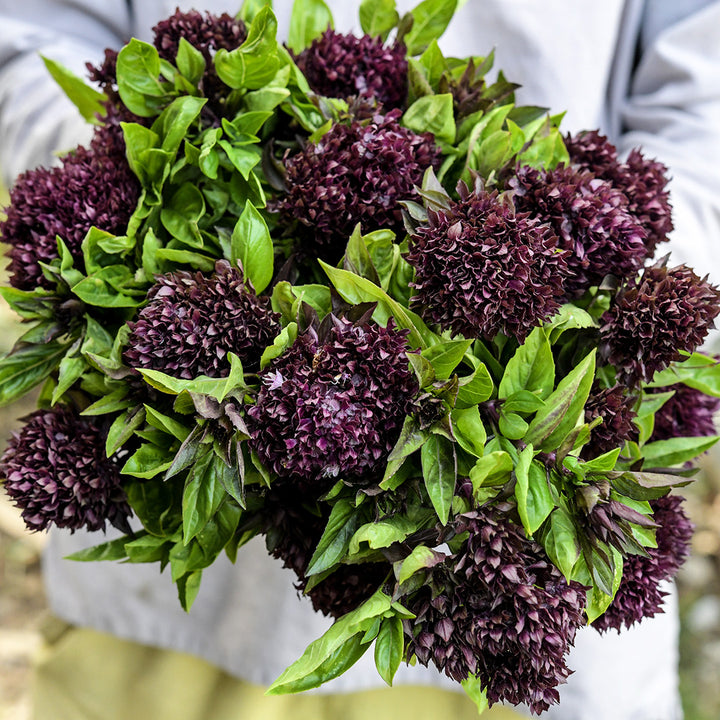 A Baker Greek gardener holding a giant bouquet of Cardinal Basil.