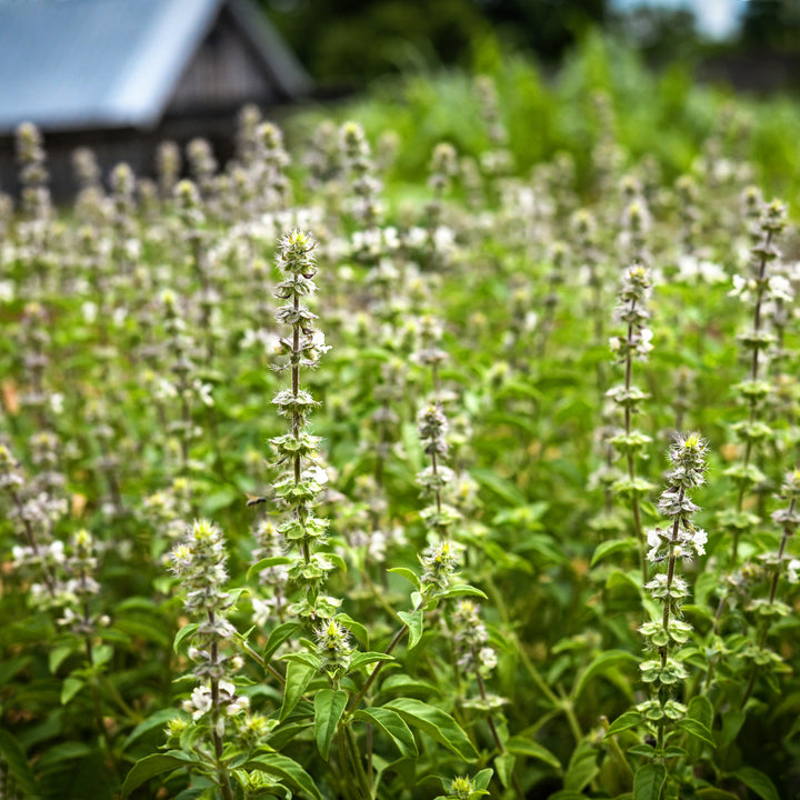 Chinese Sweet Basil growing in the restaurant garden at Baker Creek Heirloom Seed Co.