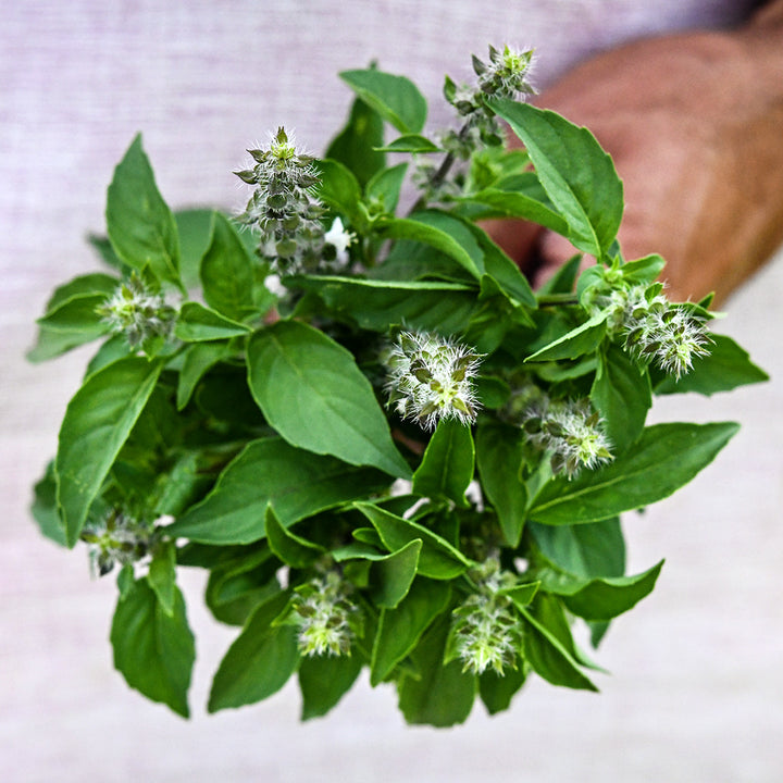 A gardener holding a freshly picked posy of Chinese Sweet Basil in the garden at Baker Creek.