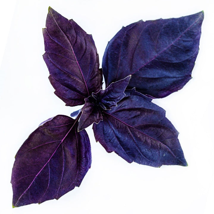 Dark Opal Basil leaves on a white background.