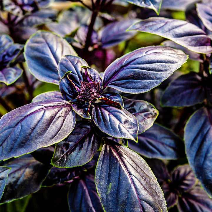 A close-up of Dark Purple Opal Basil growing in a greenhouse at Baker Creek.