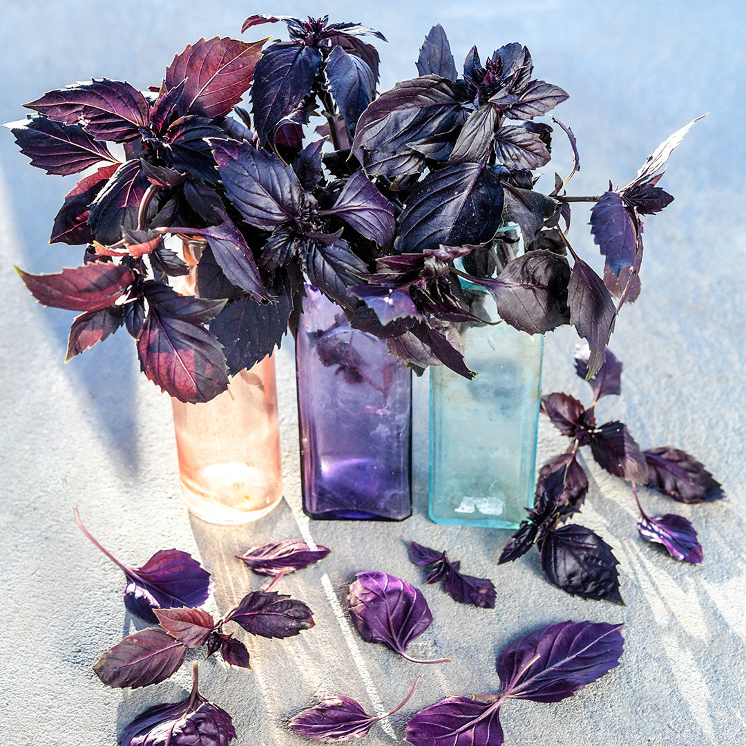 Three colorful glass bottles filled with the beautiful leaves of Dark Purple Opal Basil.