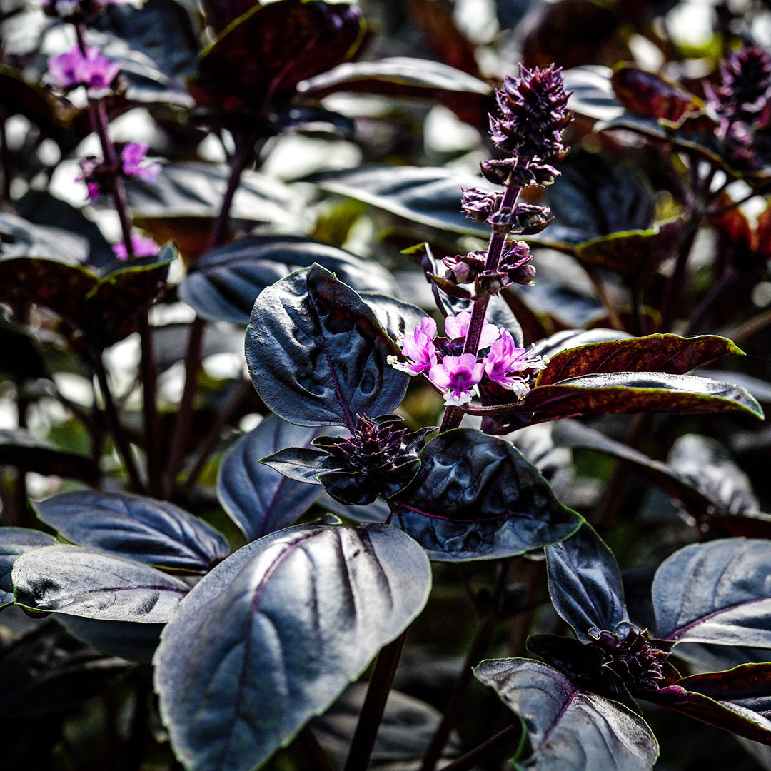 Dark Purple Opal Basil with blooming flowers growing in the gardens at Baker Creek.