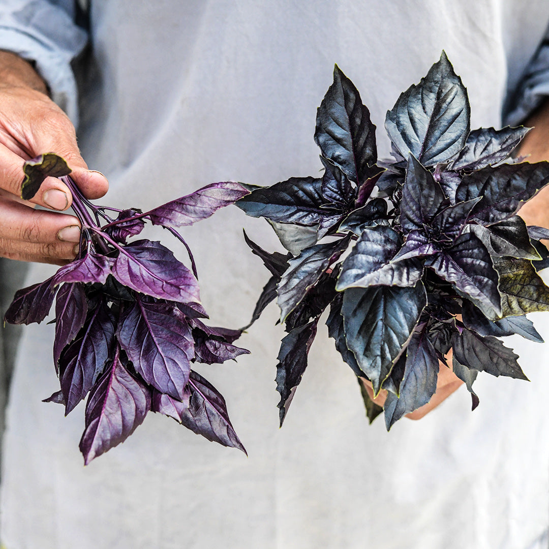 A gardener holding a freshly picked bouquet of Dark Purple Opal Basil.