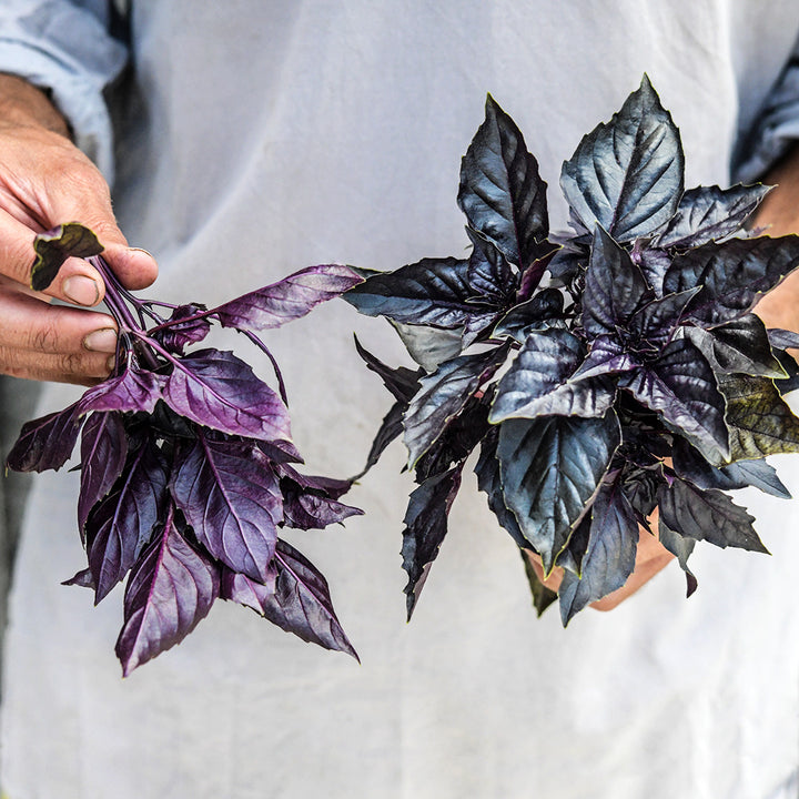 A gardener holding a freshly picked bouquet of Dark Purple Opal Basil.