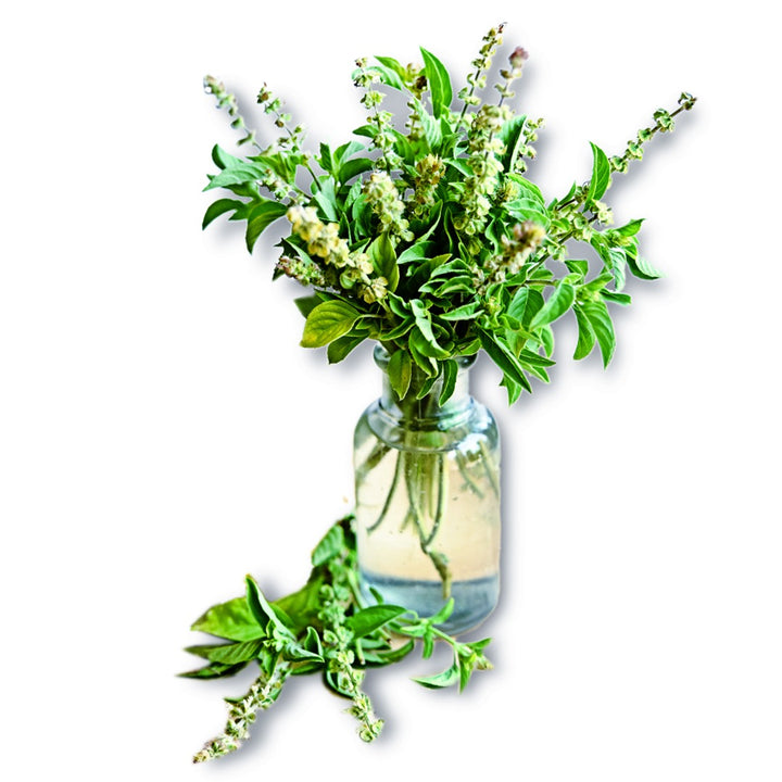 Evivi Ntor Basil in a small vase with leaves on a white background.