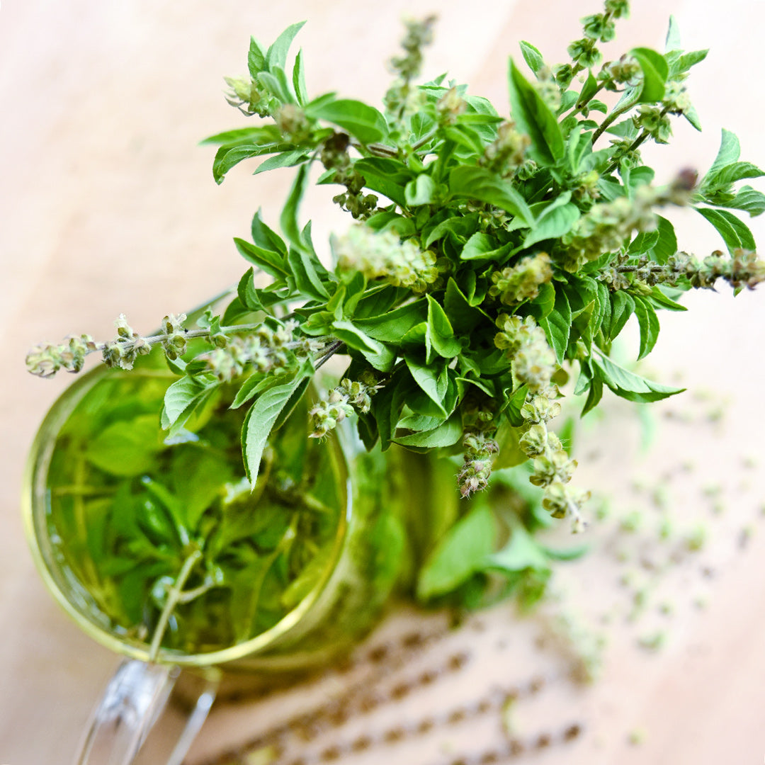Overhead narrow depth of field view of Evivi Ntor Basil in a vase on light wood.