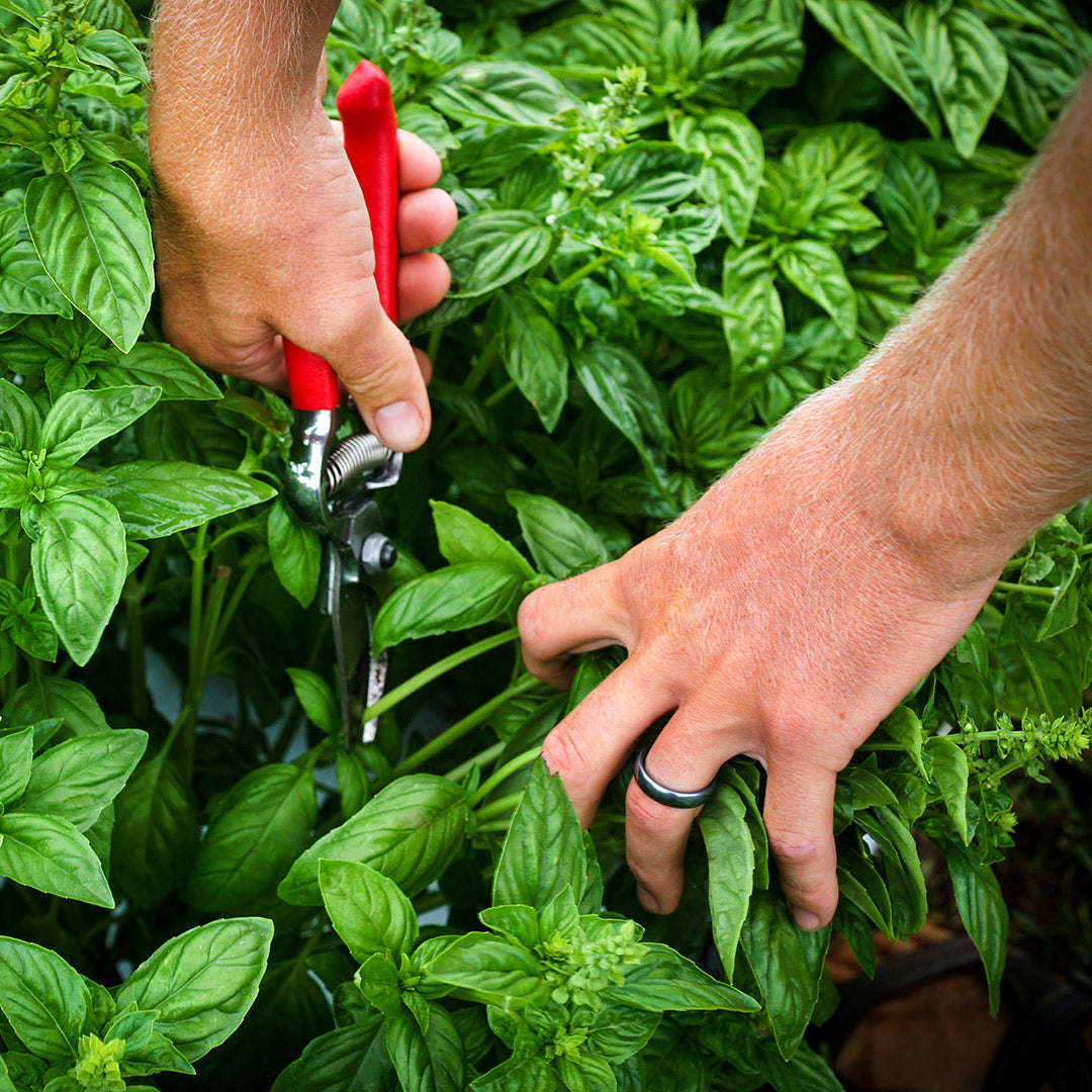 A gardener harvesting Genovese Basil in the gardens at Baker Creek.