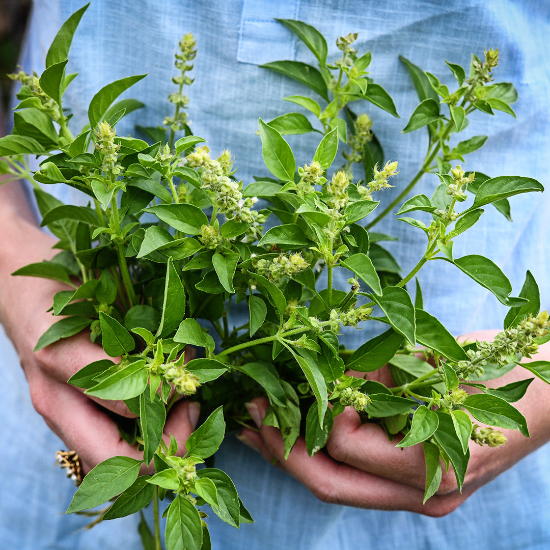 A Baker Creek gardener holding a bouquet of fragrant Lemon Basil.