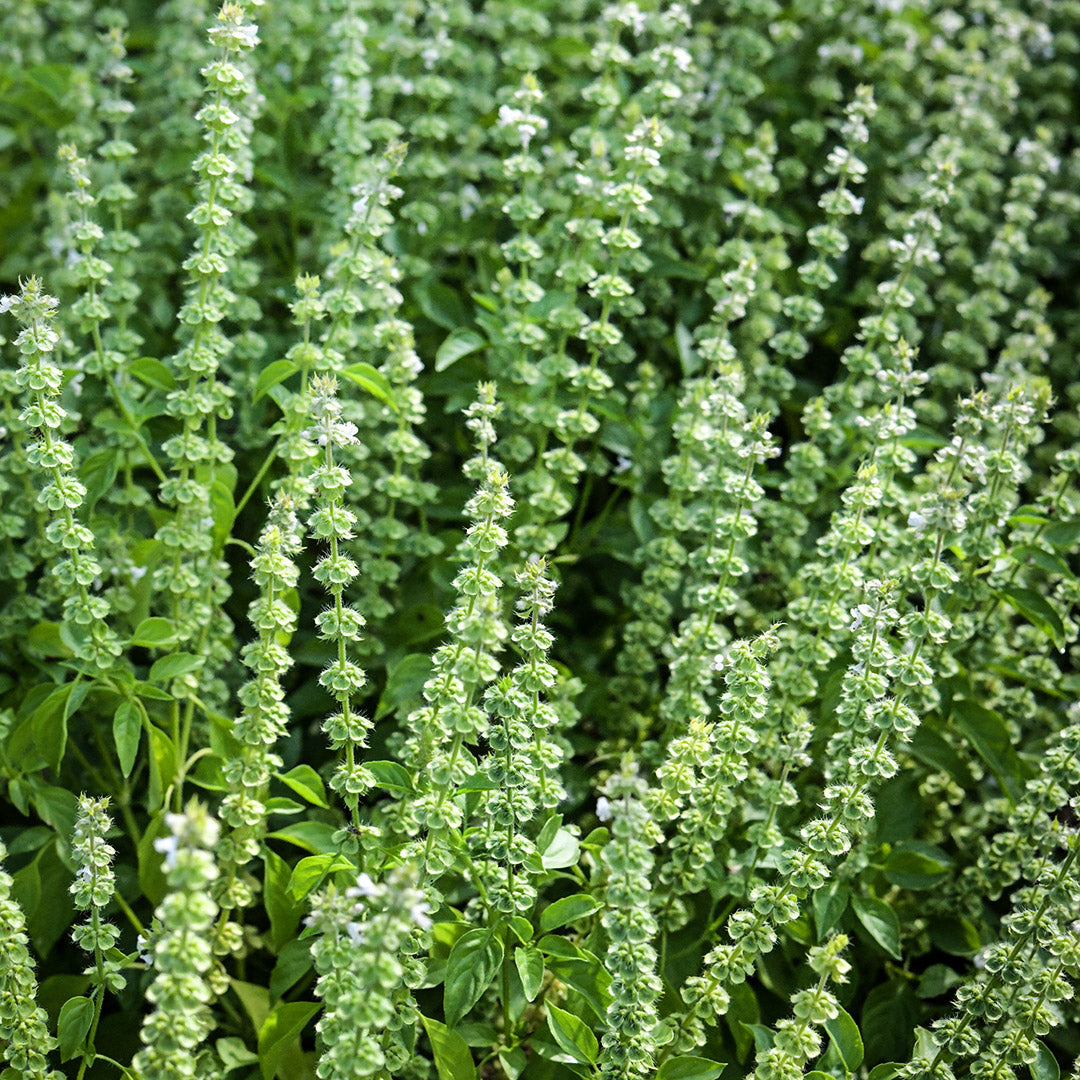 Lemon Basil growing and blooming in the garden at Baker Creek.