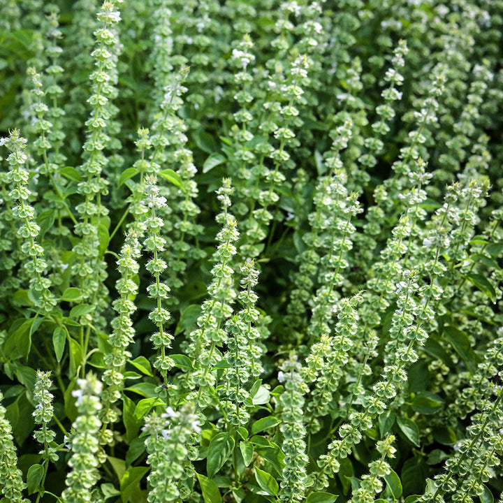 Lemon Basil growing and blooming in the garden at Baker Creek.