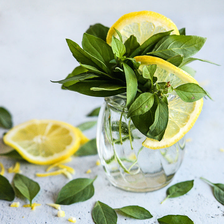 Lemon Basil with lemon slices in a clear vase on a white background.