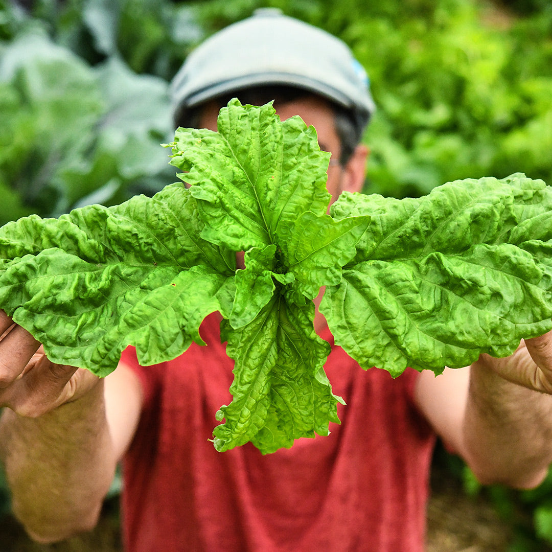 Jere Gettle is holding up Lettuce Leaf Basil with leaves so big they cover his face!